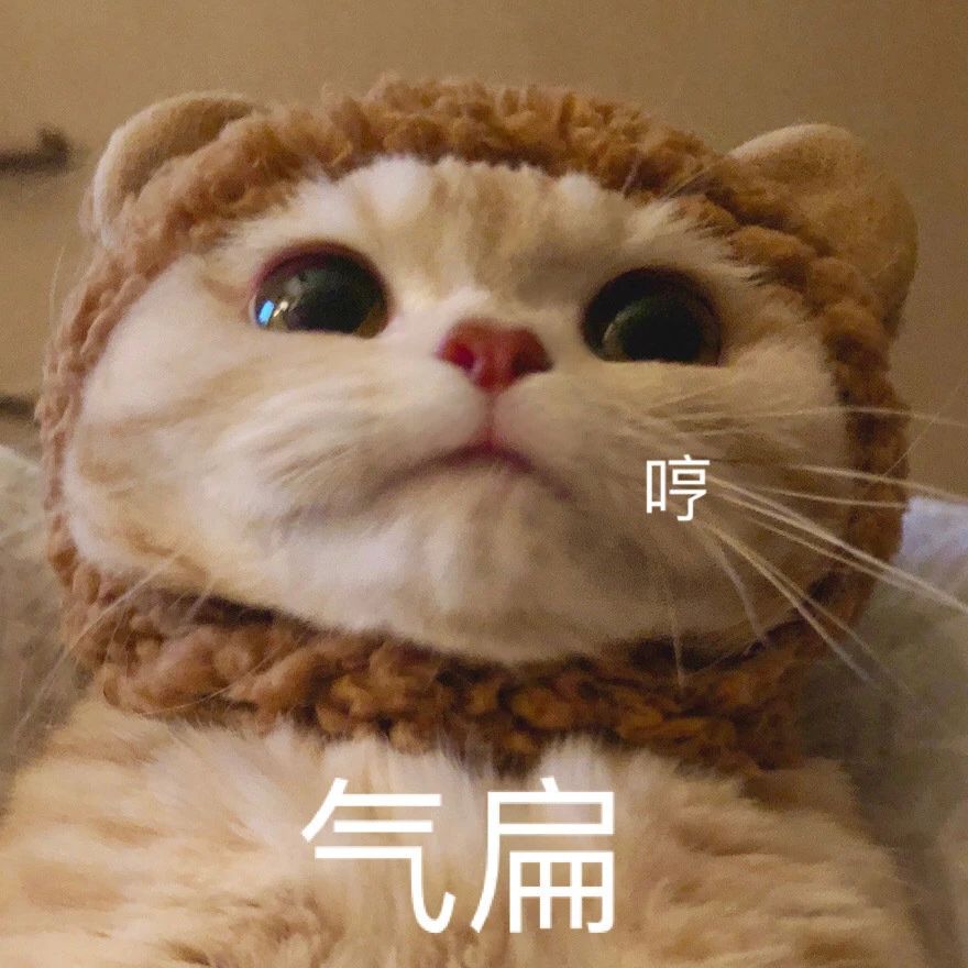 猫咪表情包​  生气专用表情包