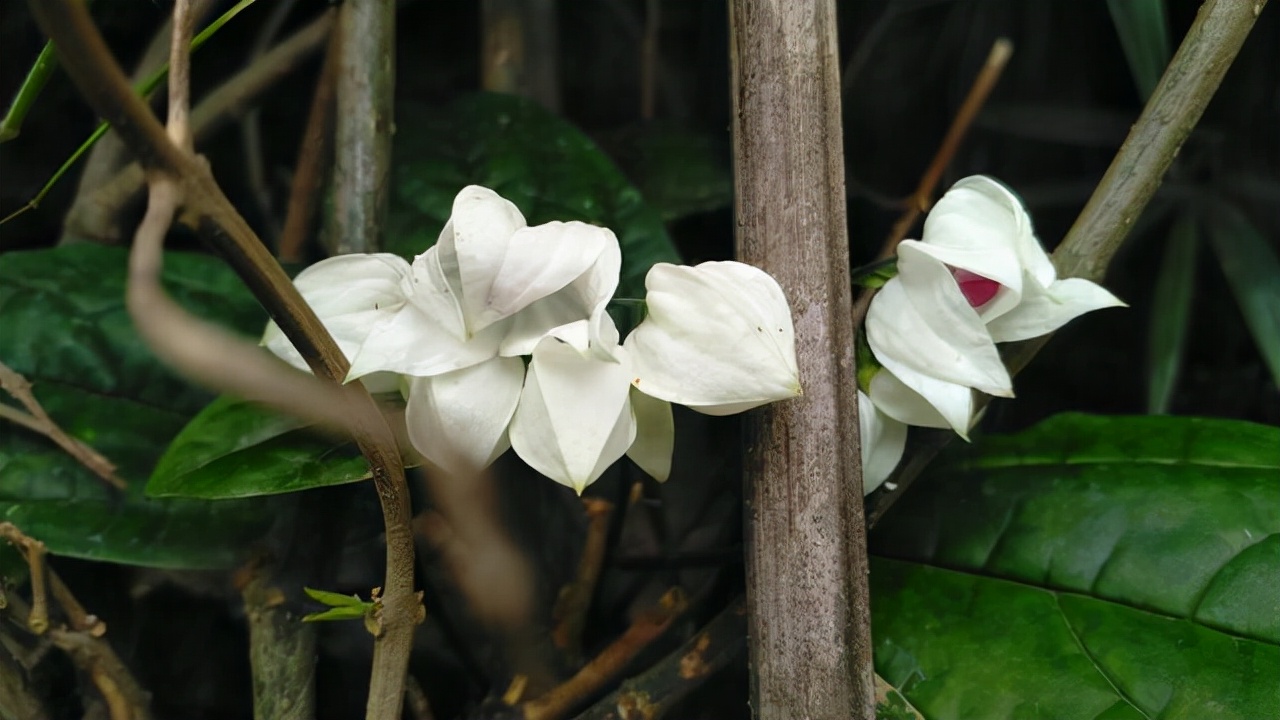 龙吐珠一年开几次花（一种美丽的灌木居家盆栽需要注意）