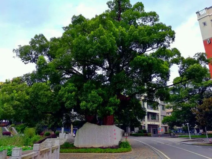 撑起长沙县教育半边天！长沙县一中最新录取方式、学校情况