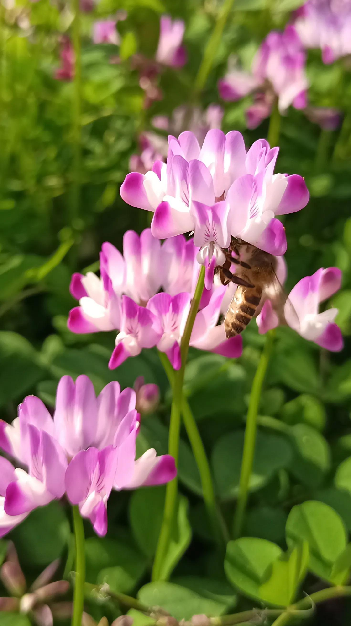 春紫菀是什么花（带你了解春紫菀花语与花期）