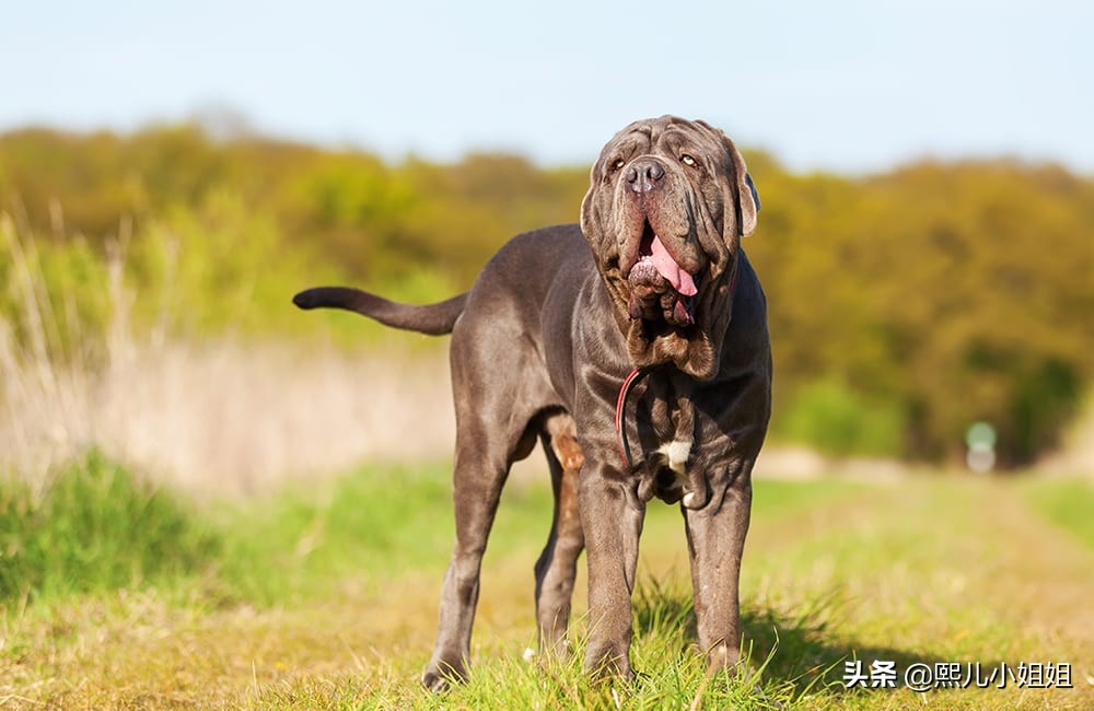 世界上名貴犬種清單(二)