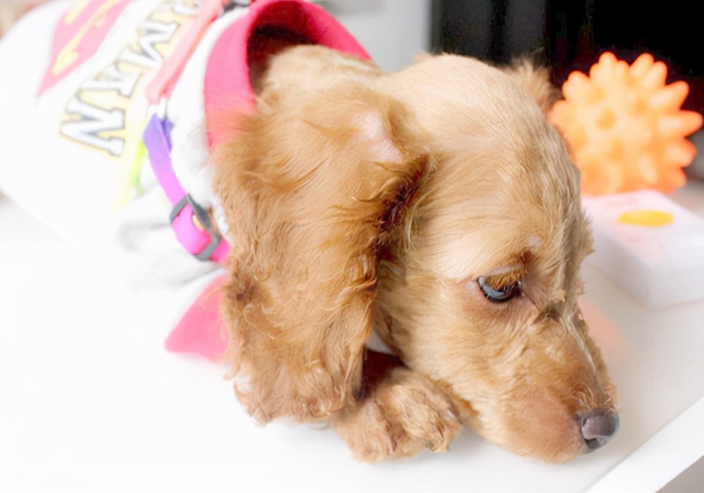 小狗拉稀怎么办吃什么药好？处理拉稀应该采取的4大措施参考