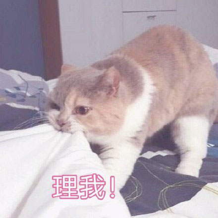 猫咪可爱表情包