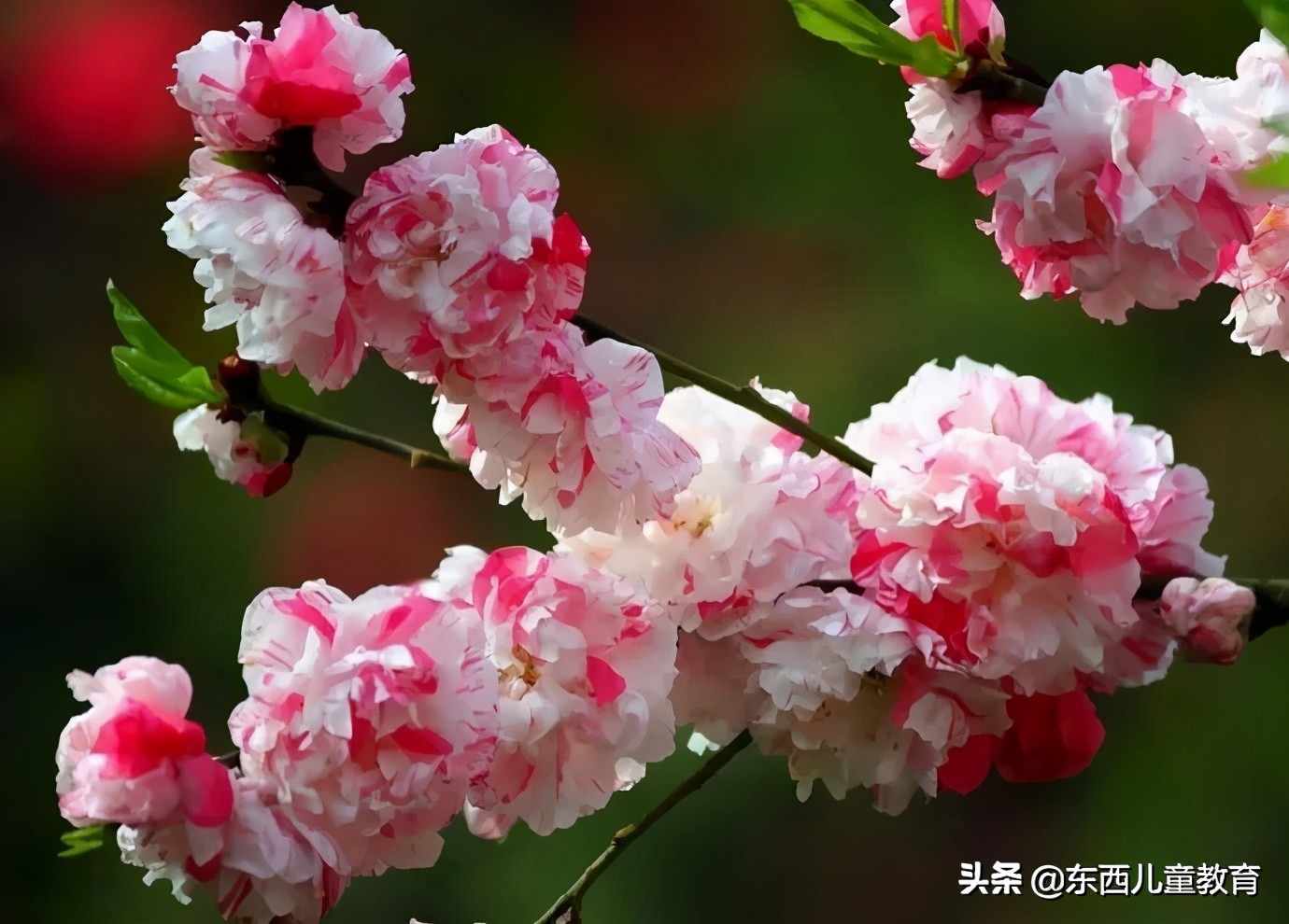 杜甫：生活虽苦，我也要握住春天的咽喉
