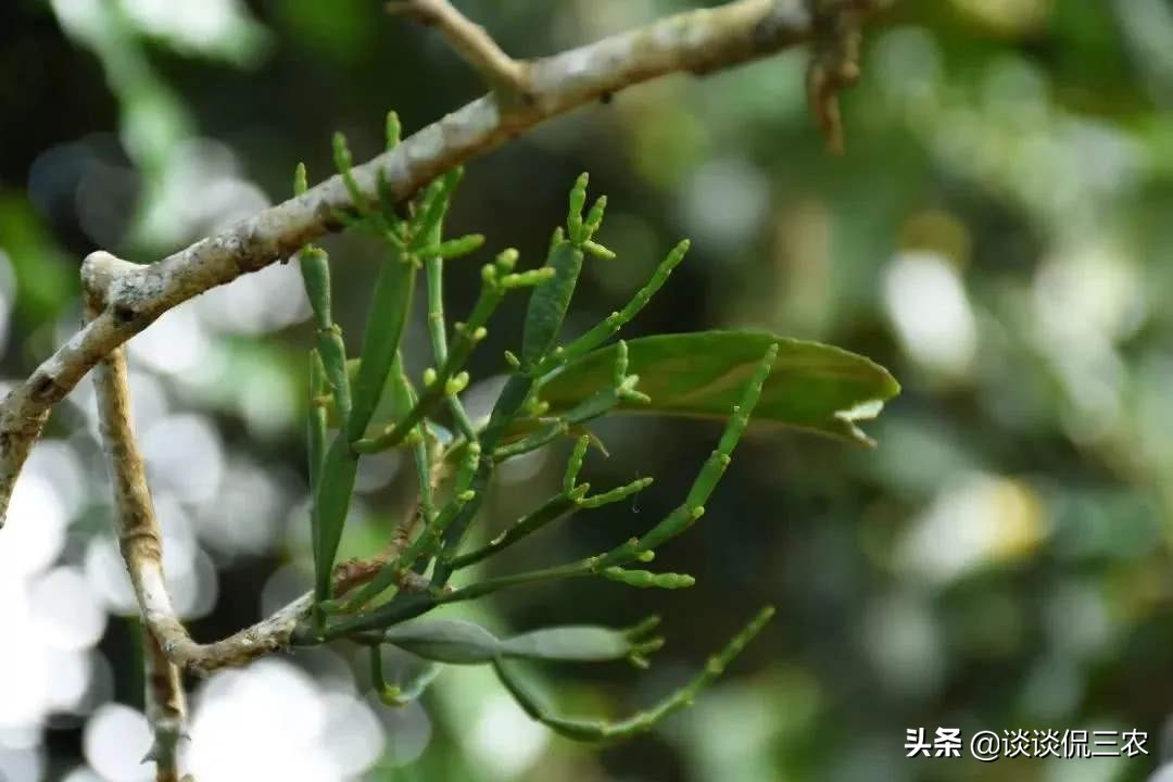 人称“螃蟹脚”，寄生在深山老树上，营养价值高，已成高端茶饮品