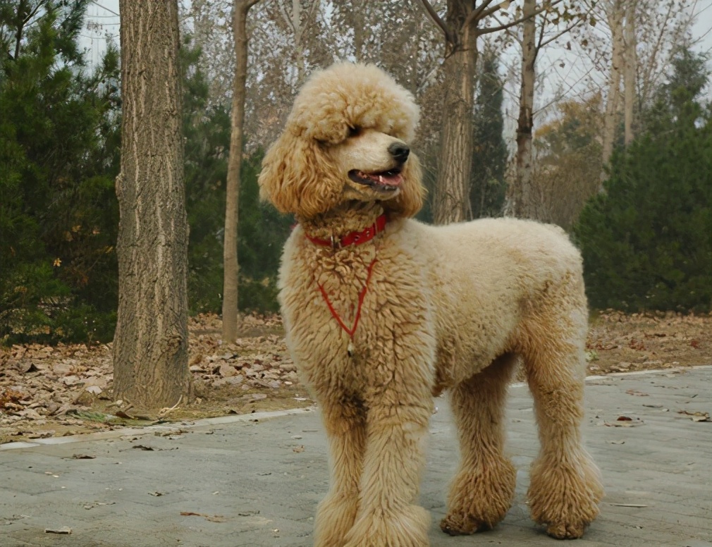 巨型贵宾犬毛发变白是什么原因