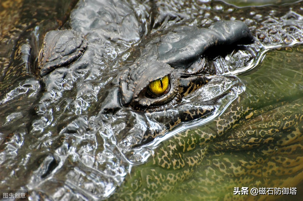 鳄鱼眼泪(鳄鱼为什么会流眼泪？是假慈悲还是排除盐分？)