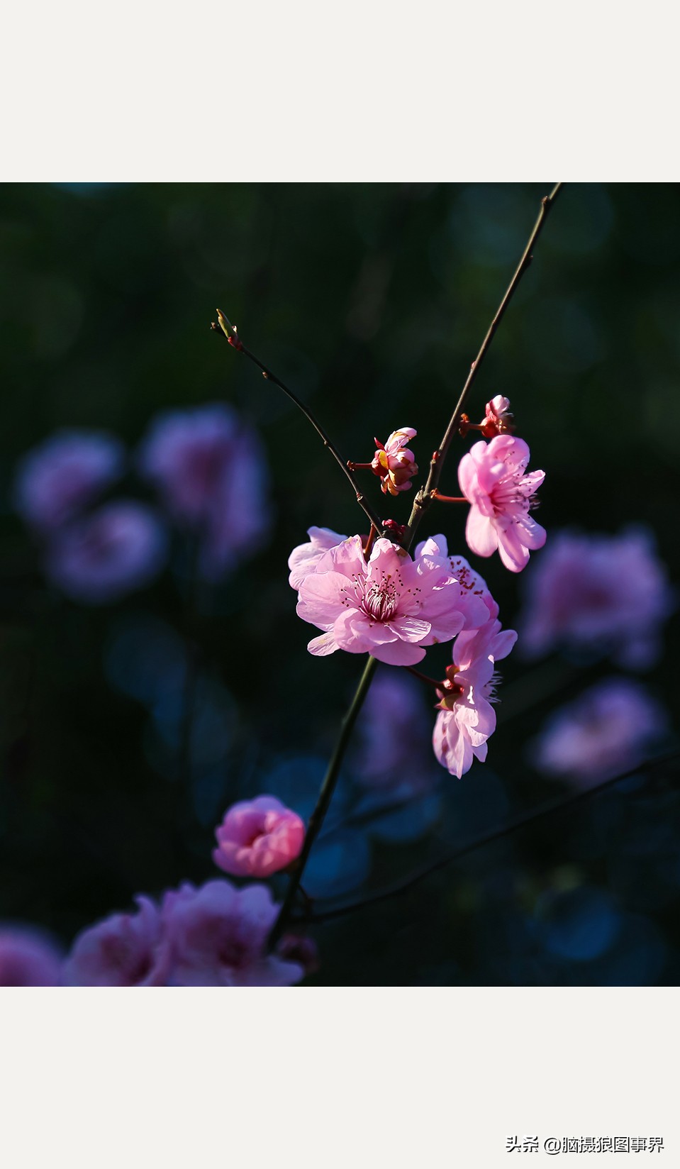 粉色梅花图片大全(实拍19张粉色美人梅照)