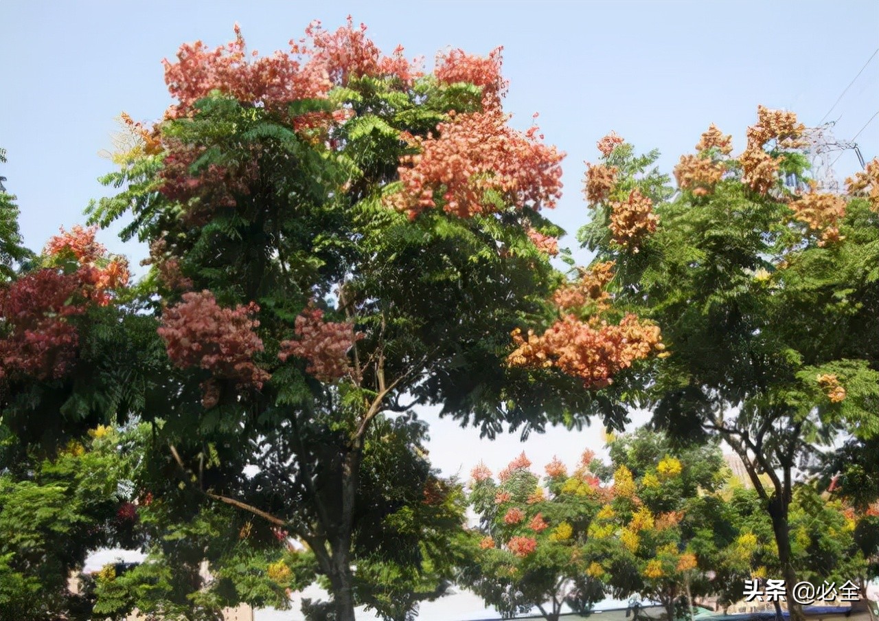 庭荫树有哪些树种（园林景观最常用十种空气净化树种）