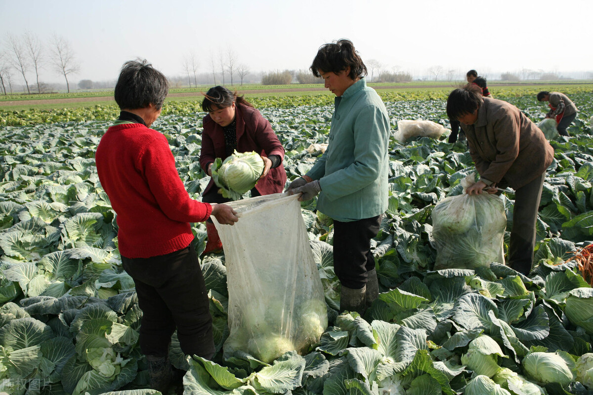 甘蓝2毛一斤，土豆堆积没人要，一车生菜30元，菜贱伤农，该咋办