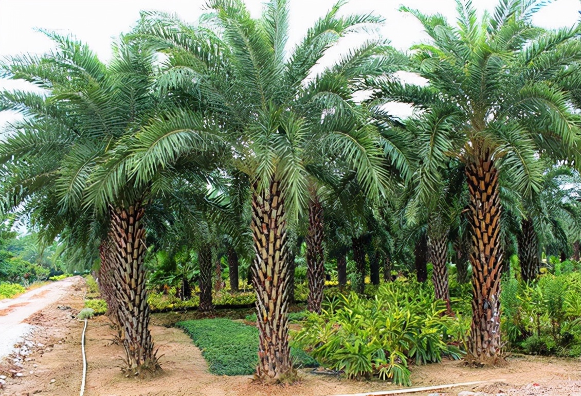 虽然它叫海枣,或者是伊拉克蜜枣,还有些地方叫它椰枣.