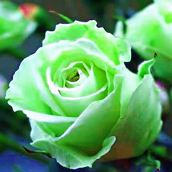 绿色玫瑰～象征：清纯永驻，纯真简朴