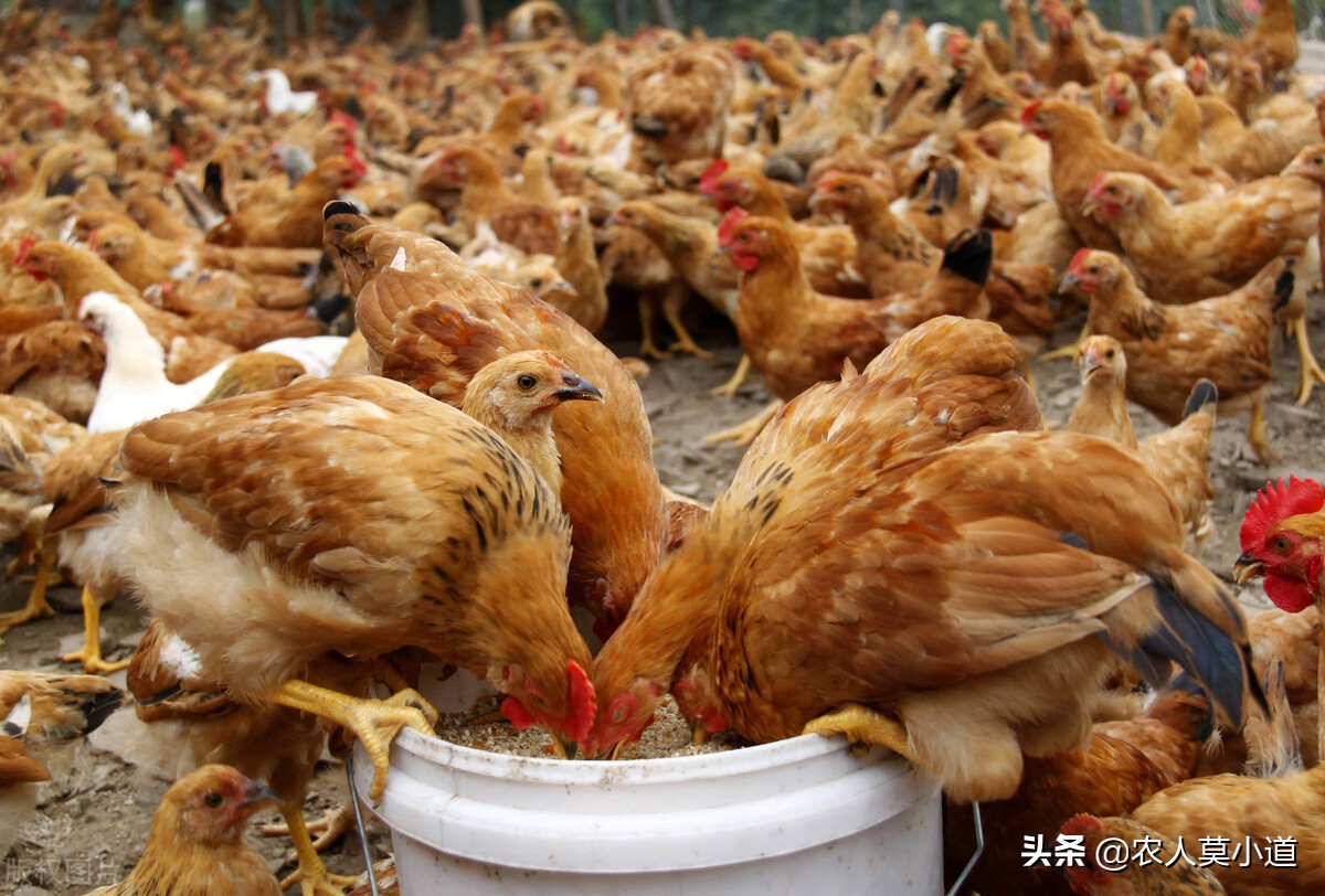 养殖土鸡很挣钱，一年十万不是什么问题？但是这些问题你得想清楚