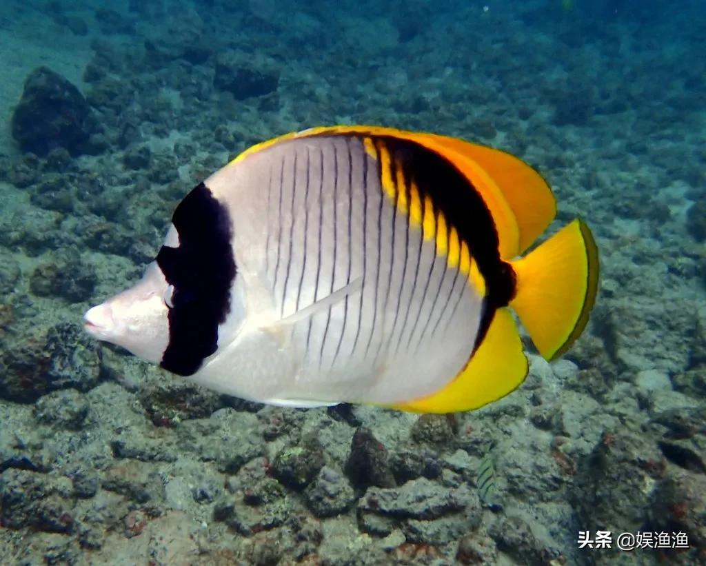 海底魚類圖片及名字(海洋世界十大最美麗的魚) - 赤虎壹號