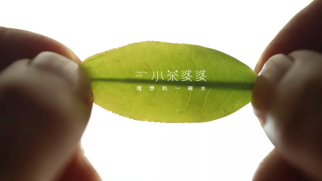 寻香景迈 | 景迈山是云南最美的茶山，云海养心，姑娘养眼