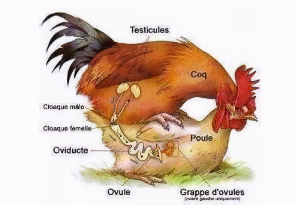 公鸡母鸡交配，为何公鸡要踩在母鸡上面，这不是很危险吗？