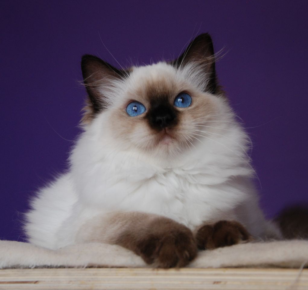 布偶猫丨海/蓝重点色