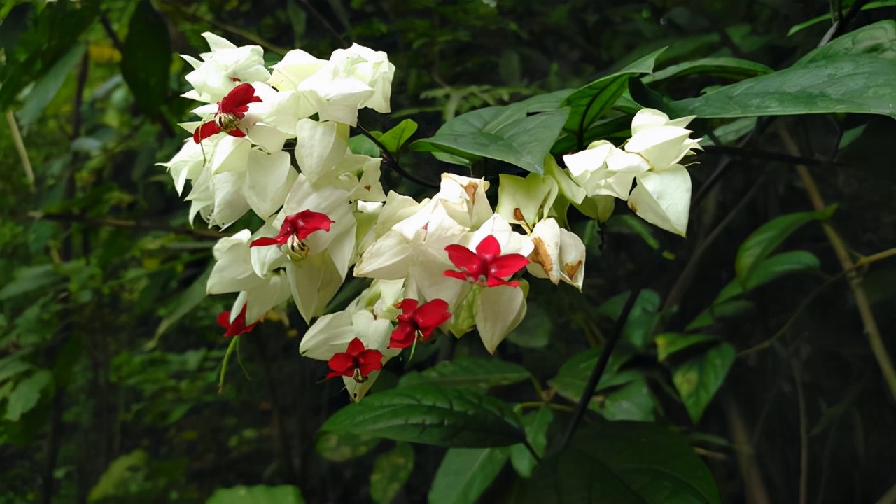 龙吐珠一年开几次花（一种美丽的灌木居家盆栽需要注意）