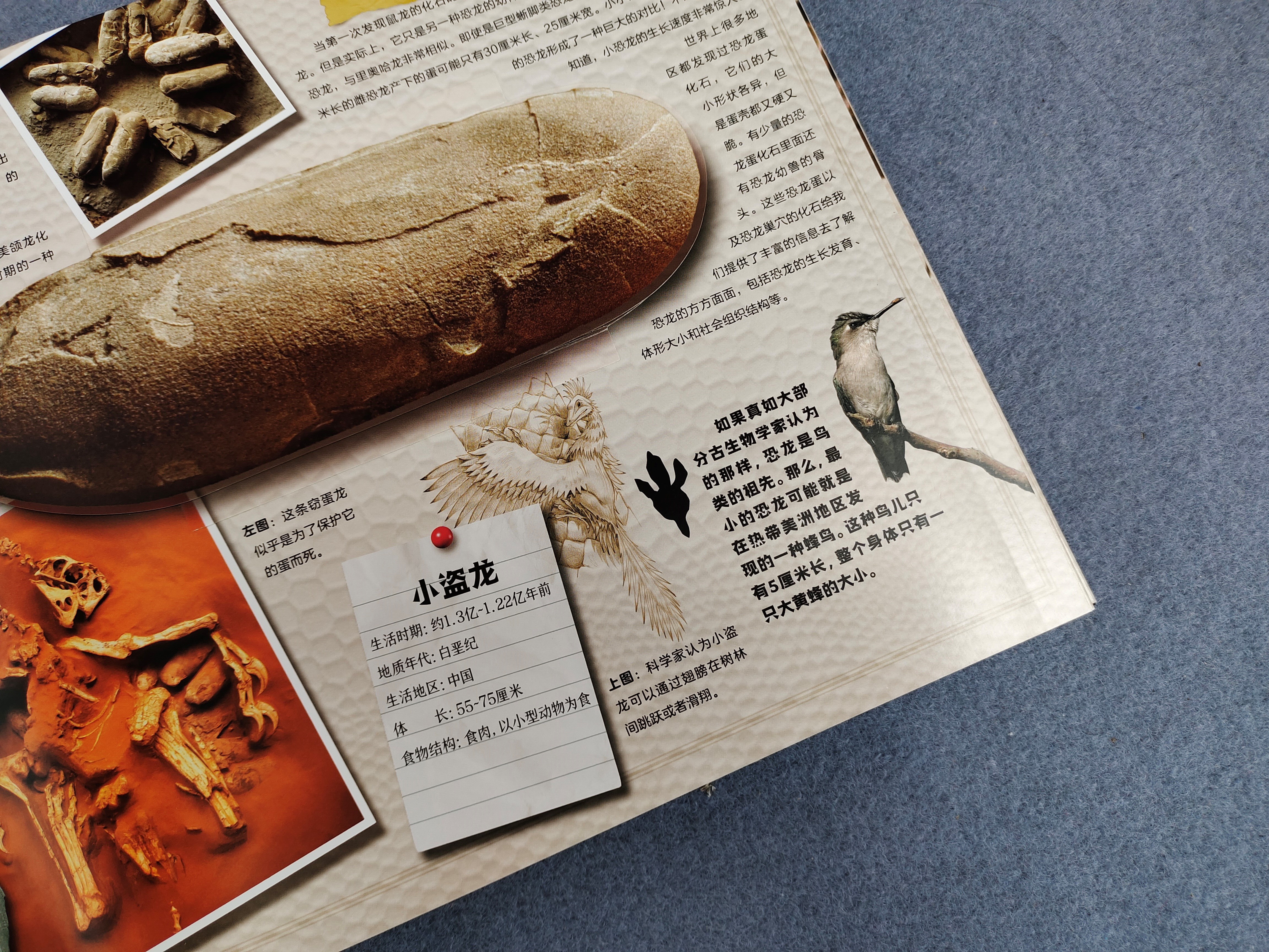《中国恐龙博物馆》：如果孩子喜欢恐龙，别错过这本中国恐龙图鉴