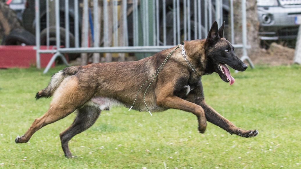 楼房养狗最适合的5种犬类推荐：体型小、安静、运动量适中、易训练、掉毛少