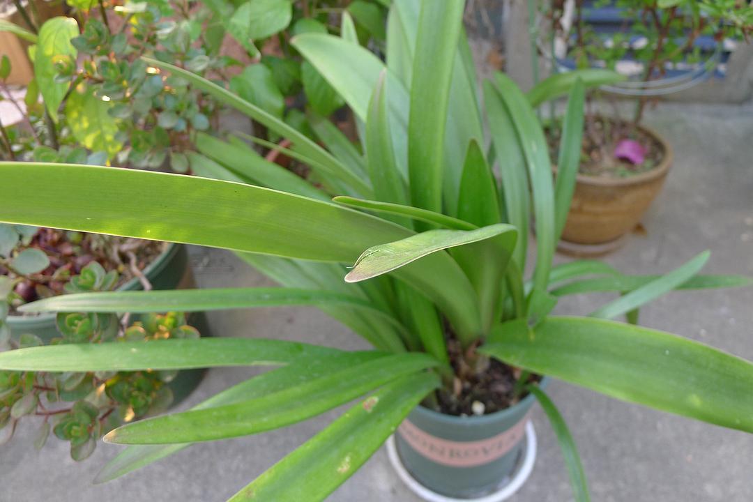 朱顶红大忌(养朱顶红四个傻操作伤苗又伤根)