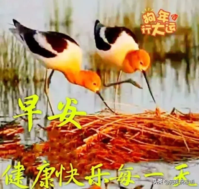 描写向日葵的句子（描写向日葵的优美语句） 第13张
