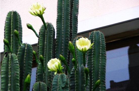 3种耐干旱的花卉植物，生命能力顽强，懒人种植也能开花