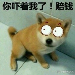 呆萌柴犬表情包：下面听我说，我们都是狗