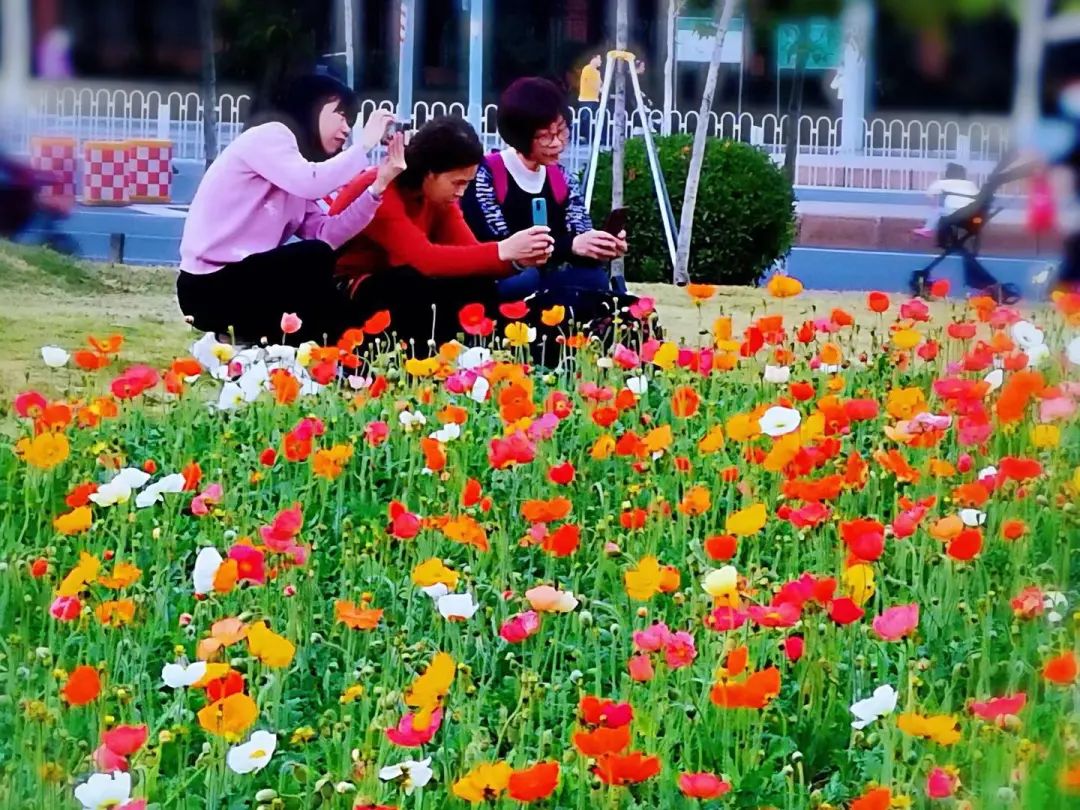 天河｜花城看花丨天河公园，虞美人花开，春摇荡