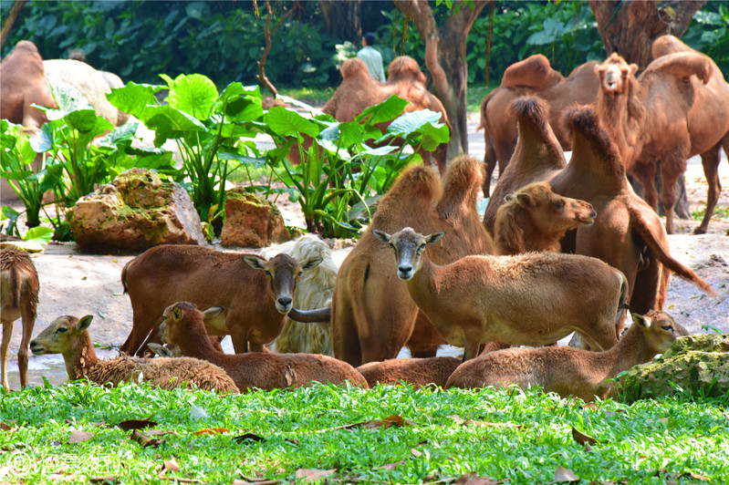 三天三夜欢乐长隆之旅（附攻略）