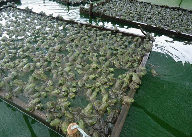 拥有"山珍"之称的石蛙,高达200元1斤,为何敢养的农民却不多?