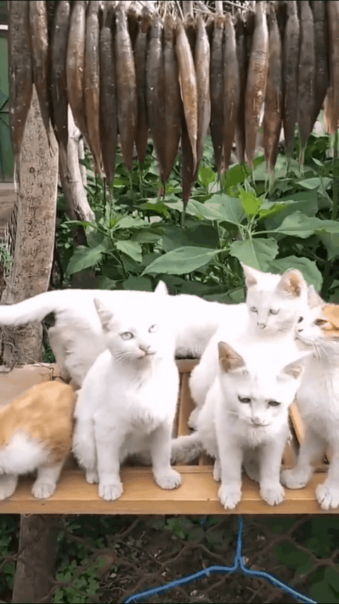 猫咪小鱼干哪个牌子好(一串小鱼干,胜过千万逗猫棒) - 114货源网