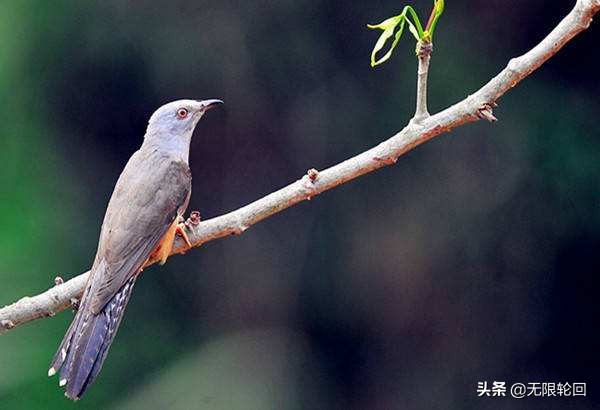 10首最优美的子规诗词：背井离乡的你，想家时最好的安慰
