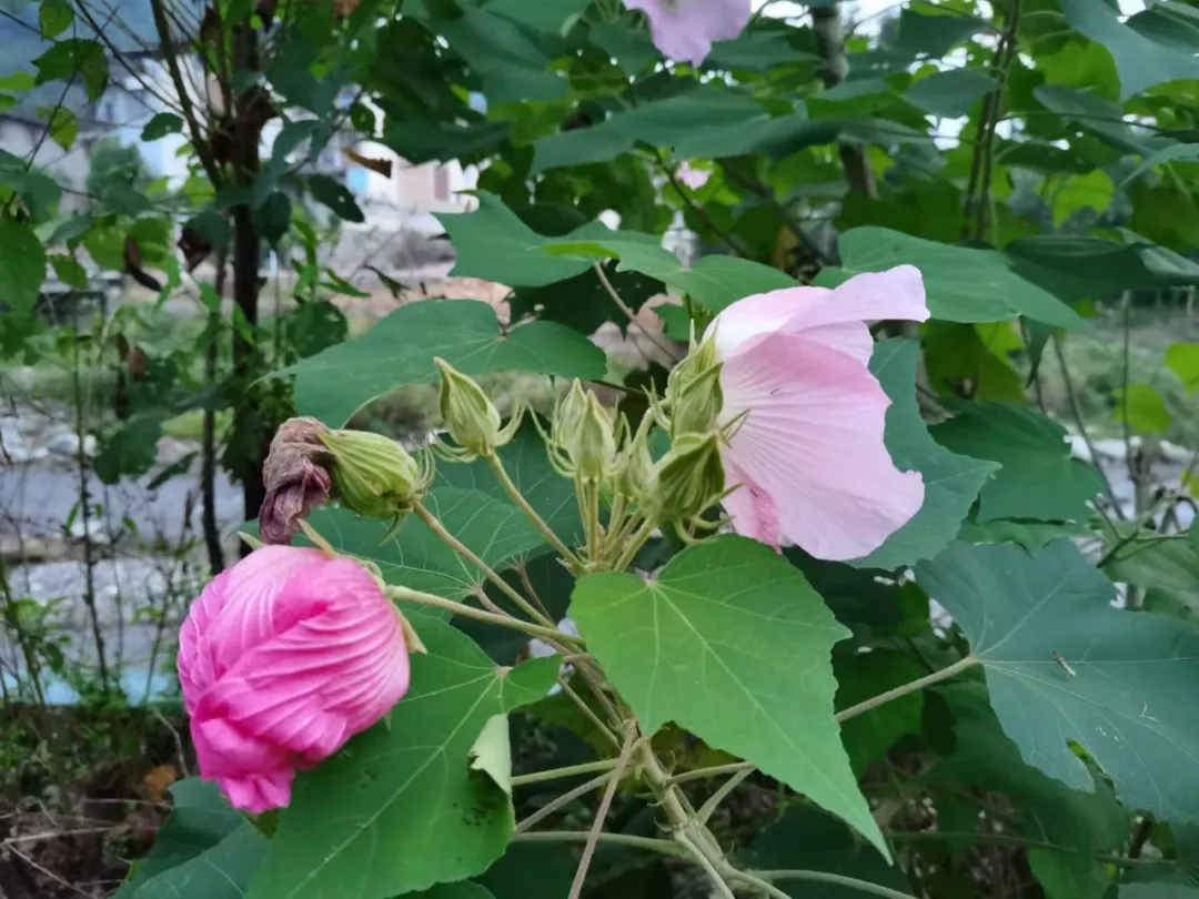 重陽節,第38個成都的市花市樹日