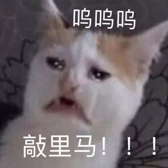 猫咪表情包合集｜老子可爱吗？