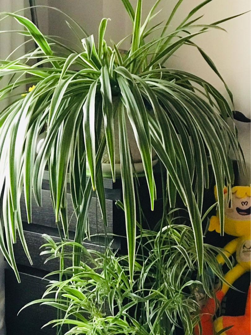 30种观叶植物,能观赏也净化空气,总有一种你养过