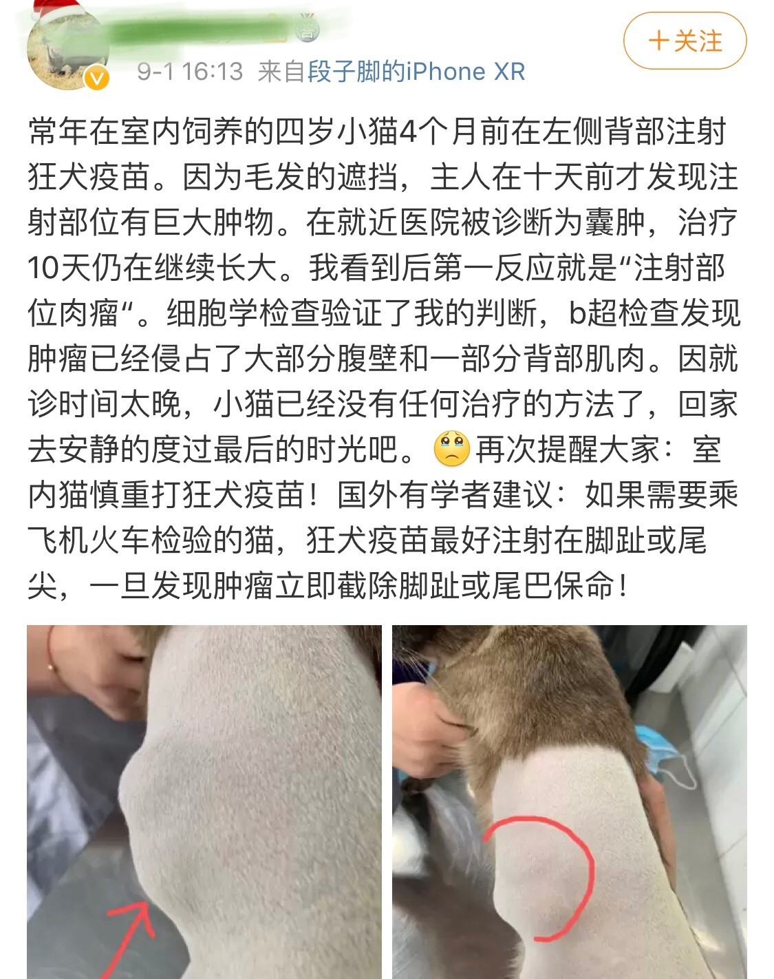 猫打狂犬疫苗多少钱(打完狂犬疫苗后，猫却死了？说说到底要不要给猫注射狂犬疫苗)