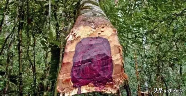 干货 / 红木香气排行榜上的“十大金钗”，你都见过吗？