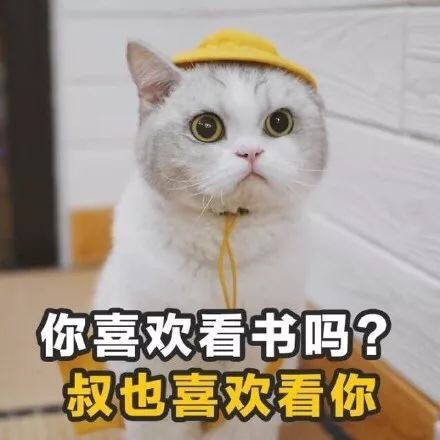 猫咪情话表情包合集 你就是有个缺点，缺点我