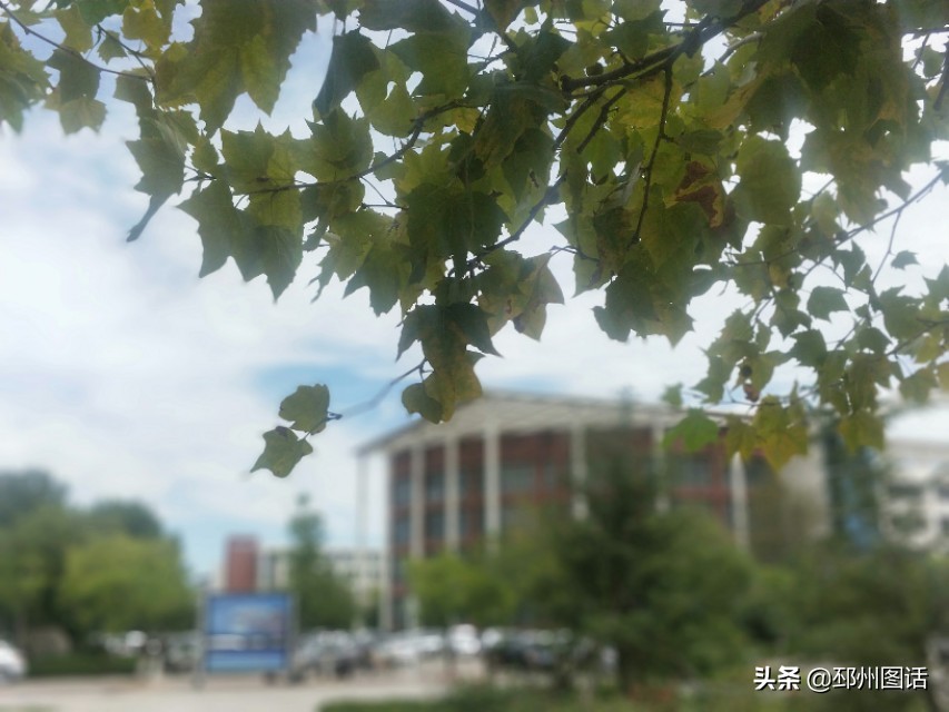 美丽的校园，威海职业学院