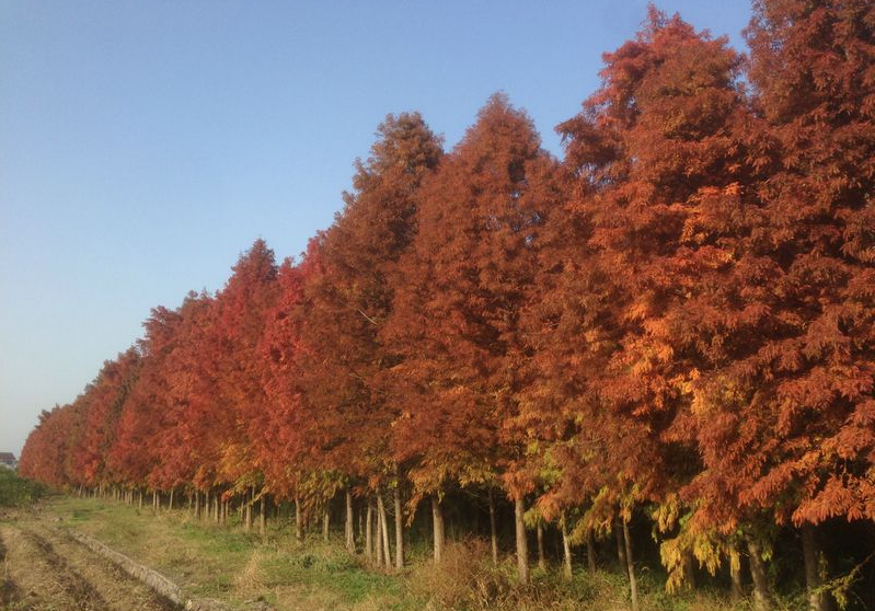 十大推介树种出炉，或是2020年最后一波苗木商机