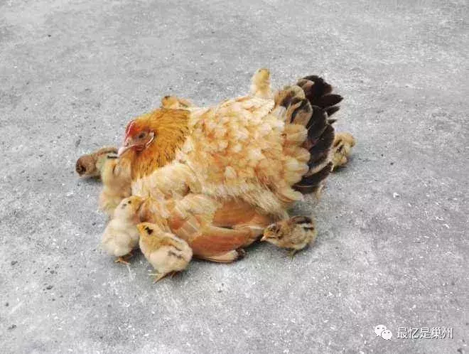环巢湖文化:江淮方言中的鸡