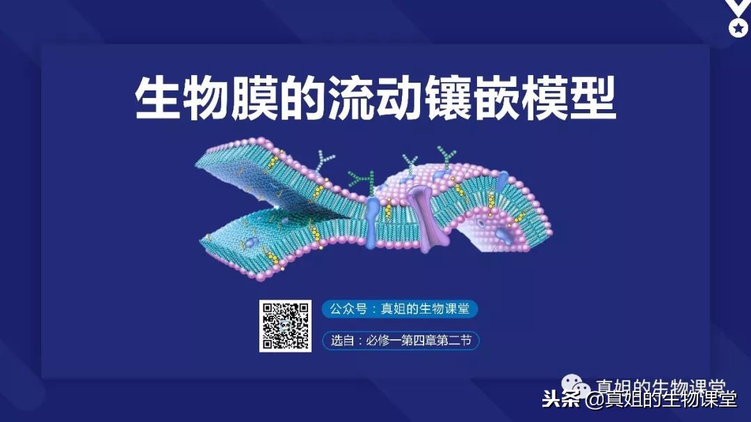 罗伯特森通过电子显微镜发现了细胞膜的流动镶嵌模型罗伯特森