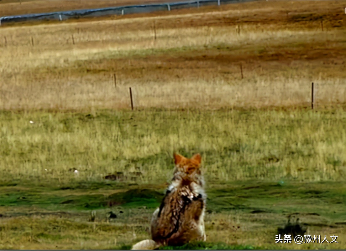 纪实片《重返·狼群》讲述人与动物和谐相处感人故事