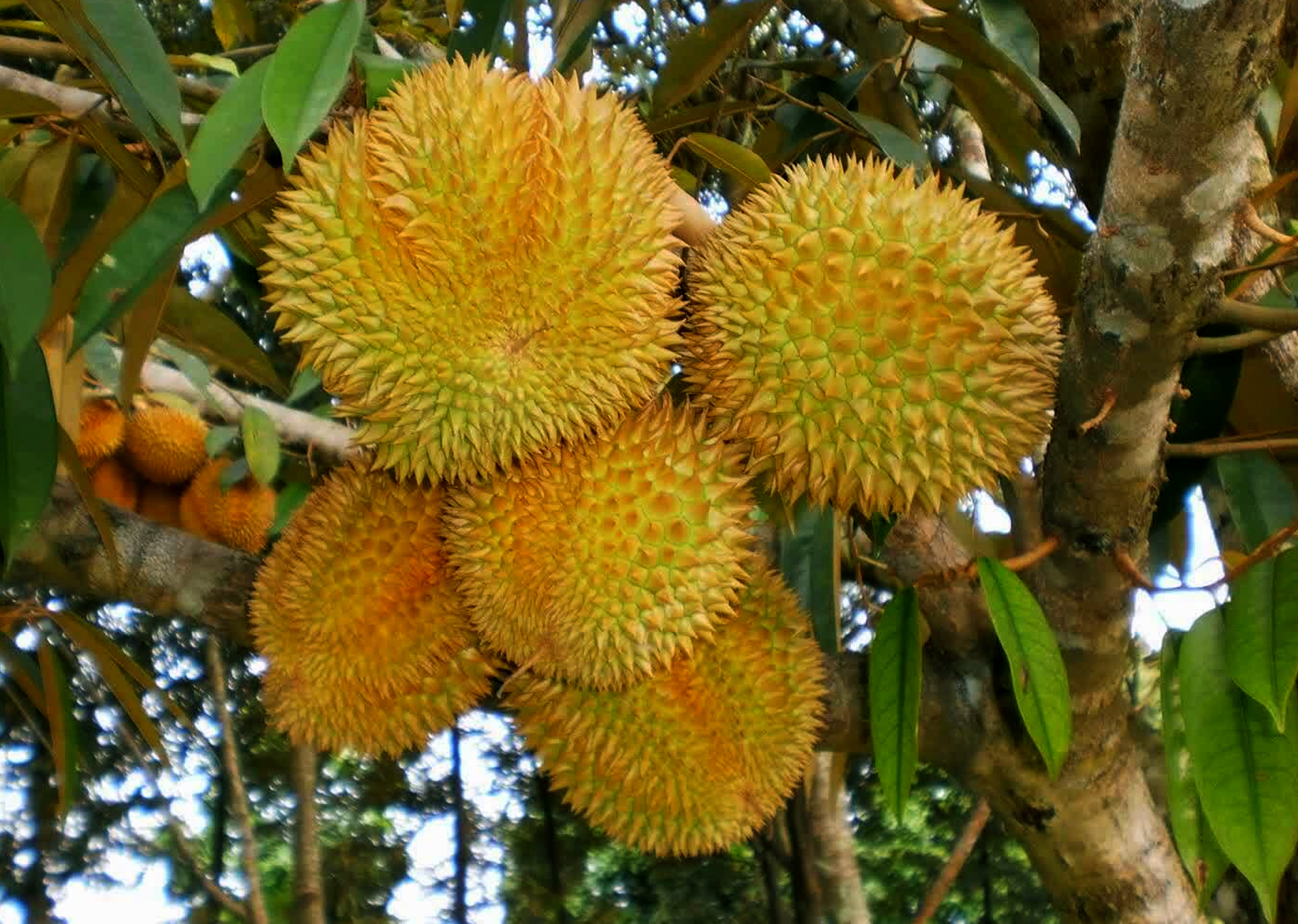 榴蓮國內無法大量種植的原因之一