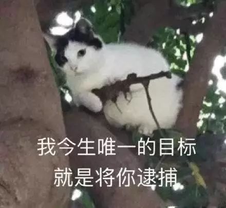 暴躁猫咪表情包：说人话