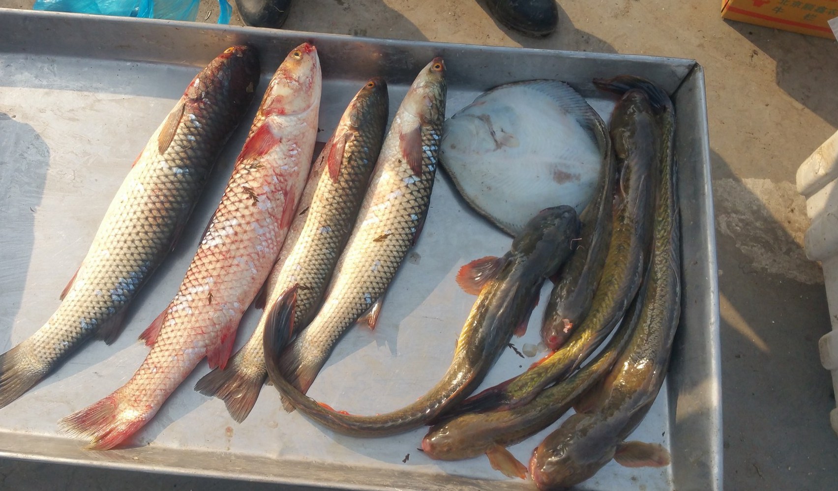 烹饪方法也很简单,就是红烧,光鱼简直就是肉棍子