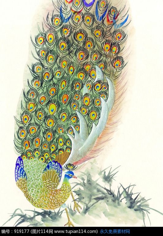 孔雀东南飞！高贵、冷艳的白孔雀