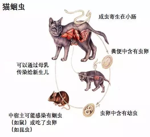 如何为猫咪做驱虫？| 一份全面的猫咪驱虫攻略～