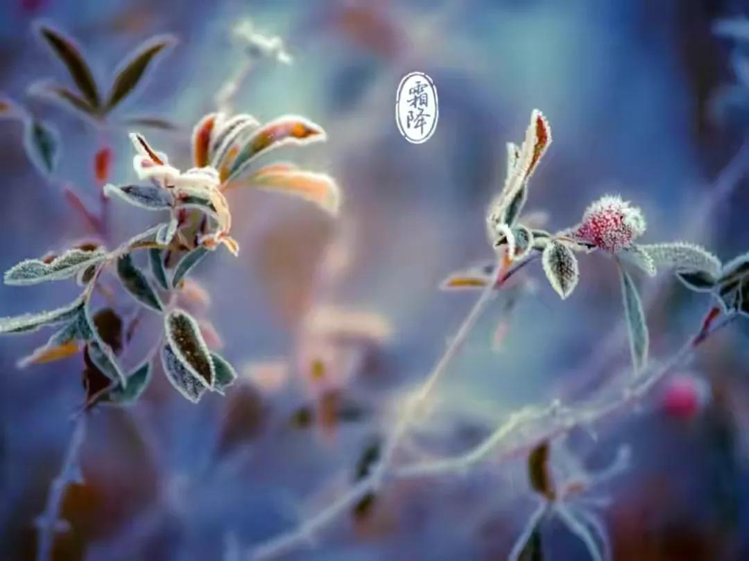 今日霜降，记得“吃3样、忌2样”老传统别丢，顺应时节平安入冬